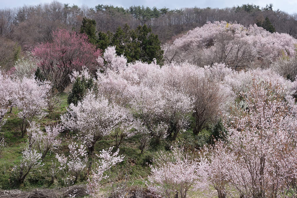 Fukushima Cherry Blossom Tour Klook United Kingdom